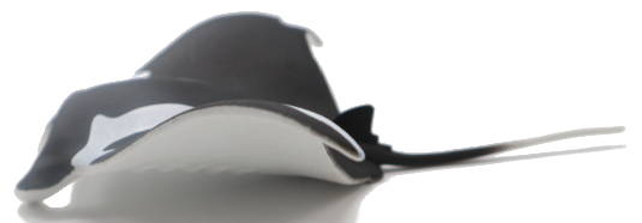 Safari Ltd. - Manta Ray #100096 - Black and White Coloring