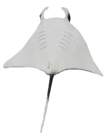 Safari Ltd. - Manta Ray #100096 - Black and White Coloring