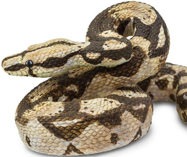 Safari Ltd. - Boa Constrictor #266529 - Incredible Creatures
