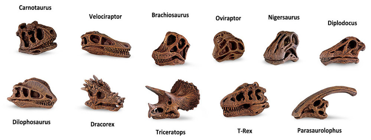 Dinosaur Skulls Toob by Safari Ltd. 687404 - TOOB Collection