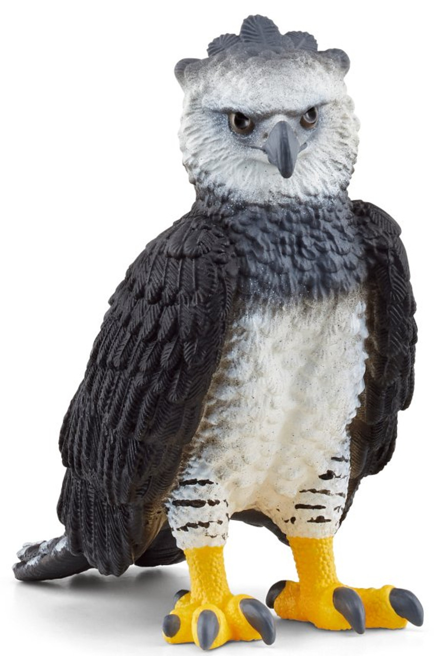 Harpy Eagle in flight. <3  Harpy eagle, Rainforest animals,   rainforest animals