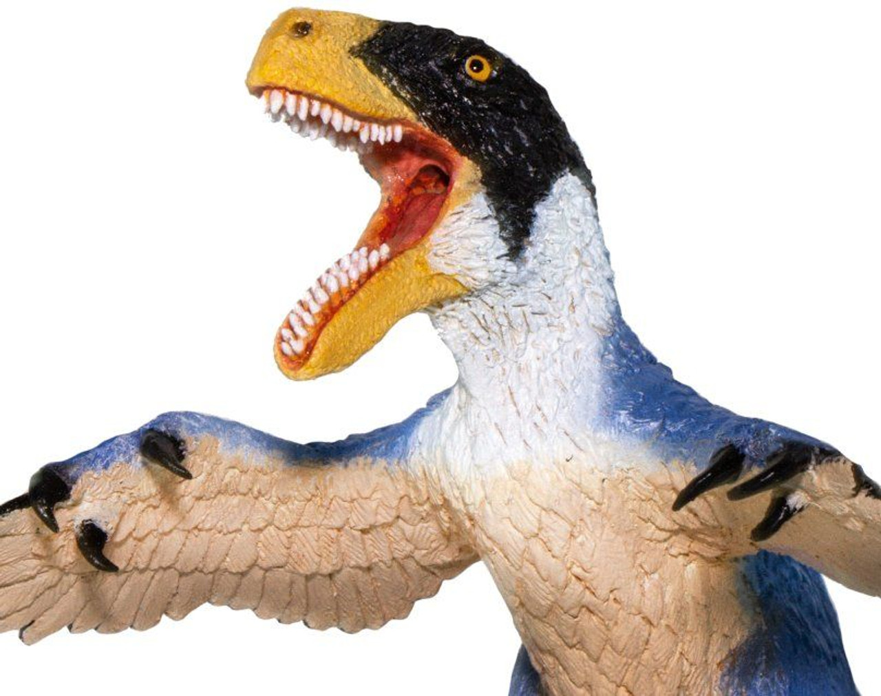 Maniraptor Megaraptor - Duan Jing zhu (Haolonggood)
