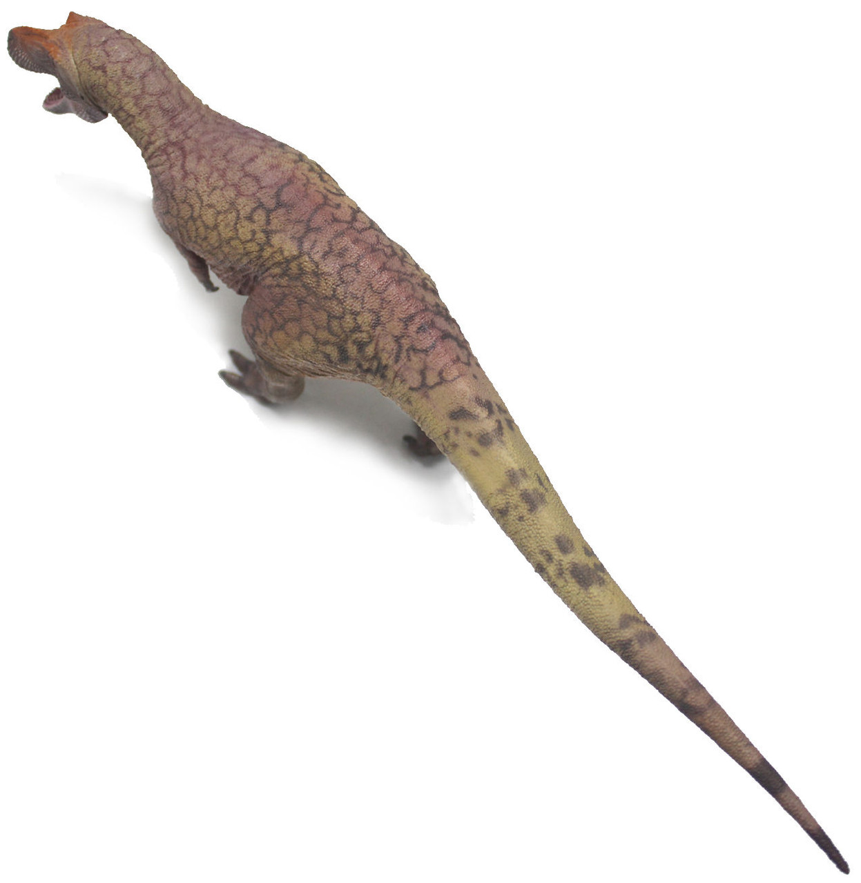 Daspletosaurus torosus - Lu zhi sheng (Haolonggood)