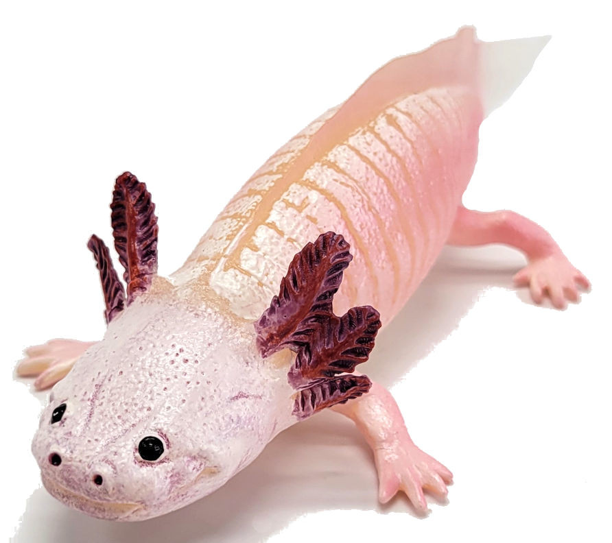 zzAxolotl (Safari Ltd.)