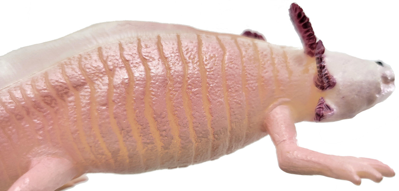 zzAxolotl (Safari Ltd.)