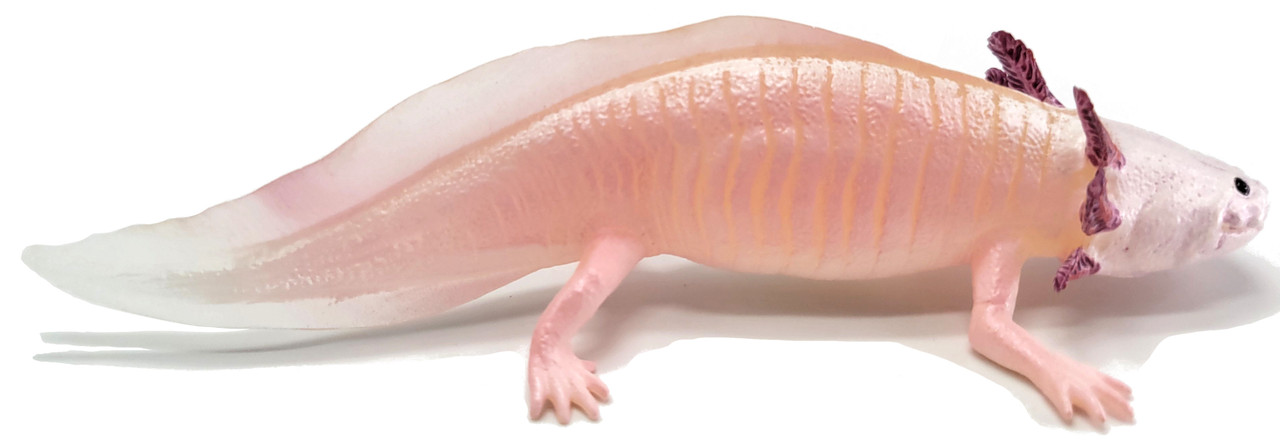 zzAxolotl (Safari Ltd.)