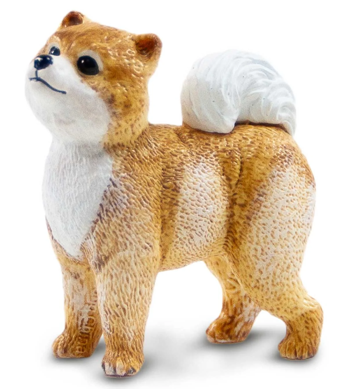 Dog Pomeranian (Safari