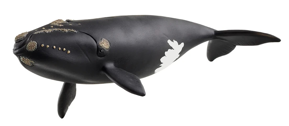 シュライヒ Schleich ザトウクジラ Humpback Whale シュライヒ Schleich ザトウクジラ Humpback Whale シュライヒ