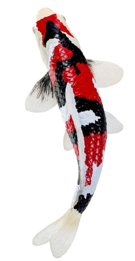 Mojo Sealife - Showa Sanshoku Tri-Color Koi #381103