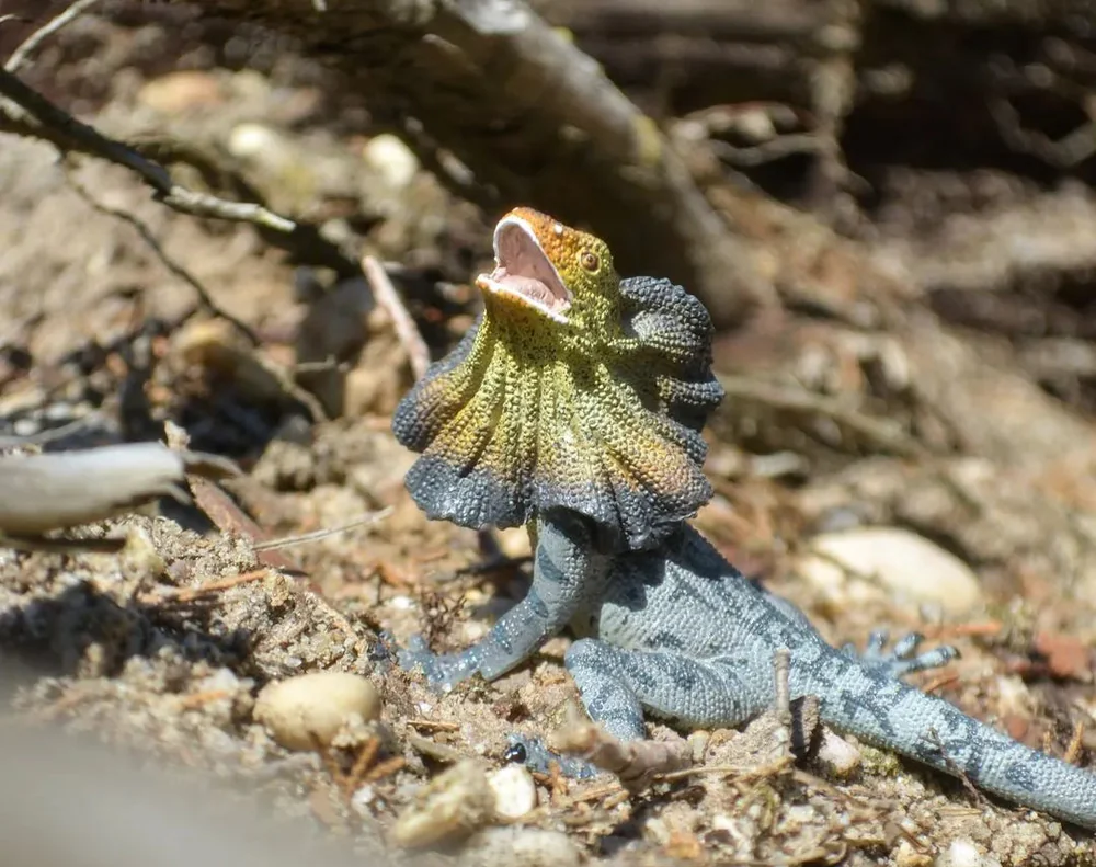 Toymany - Frilled Lizard #311