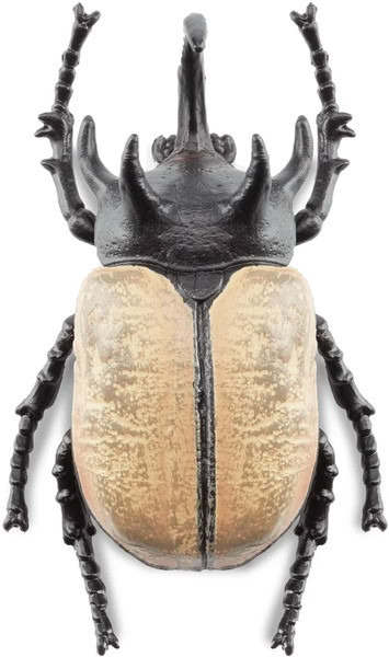 昆虫標本。 5 HORN RHINOCEROS BEETLE  . Toymany - Five-horned Rhinoceros Beetle #00424 - Realistic Insect