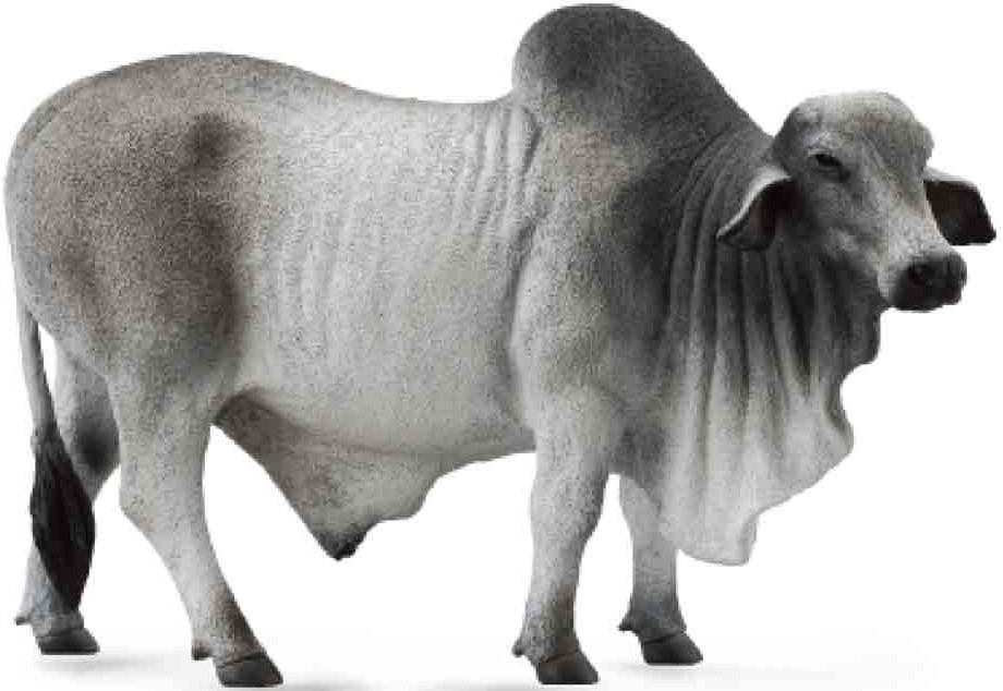 CollectA Brahman Bull #88579 - Nice Fleshy Neck and Hump