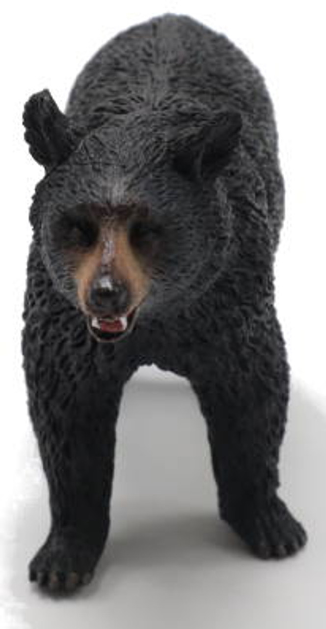 American Black Bear (Bears, Wild, Animals) Collection