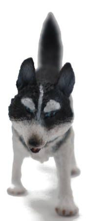 Collecta Sibirischer Husky Figur – Größe L, Naturgetreu, Handbemalt