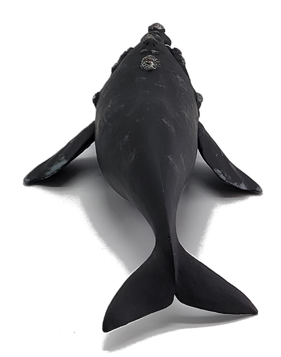 CollectA Sealife - Right Whale #88740 - Battle Scars