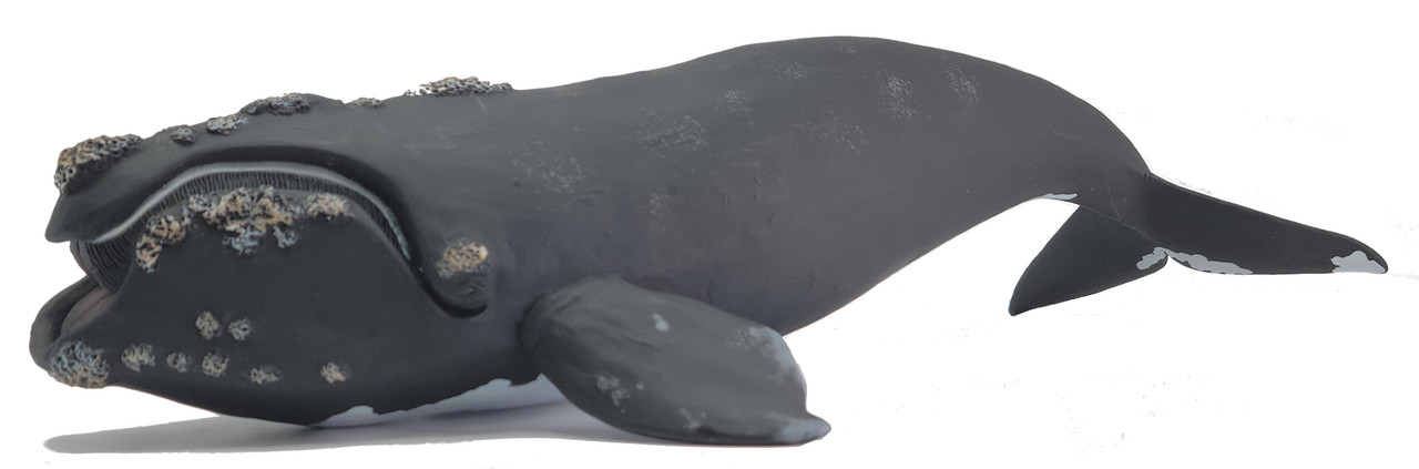 CollectA Sealife - Right Whale #88740 - Battle Scars