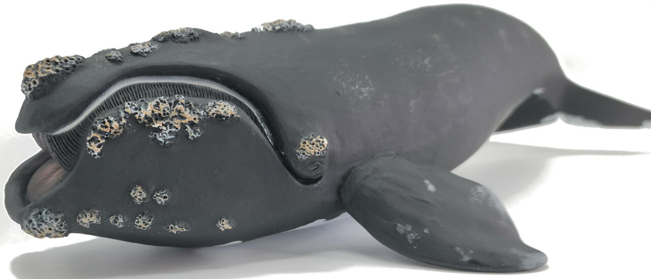 CollectA Sealife - Right Whale #88740 - Battle Scars