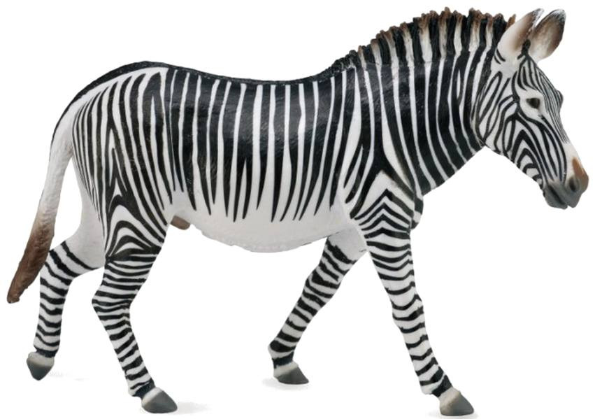 置物 Premium CL Collection Great Star Africa CollectA Wildlife - Grevy's Zebra #88773 - Great Stripes