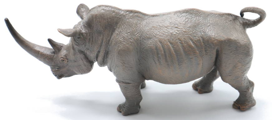 Rhinocéros blanc | Zoo du Bassin d'Arcachon