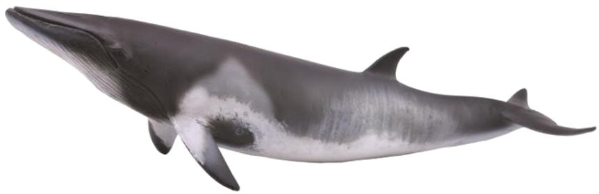 CollectA Seal Life - Minke Whale #88862 - Great Shading
