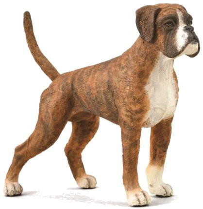 CollectA Dogs Boxer 88936 Proud Looking Chest Extended