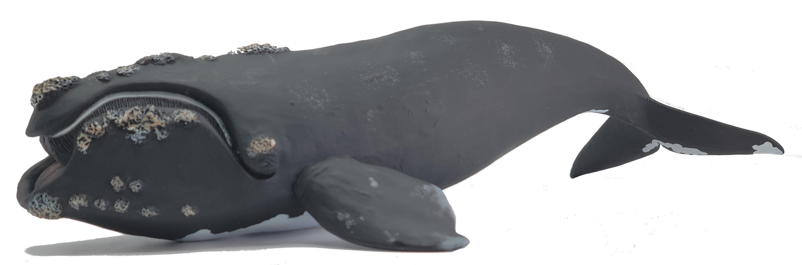 Foca Leopardo – Collecta Italia