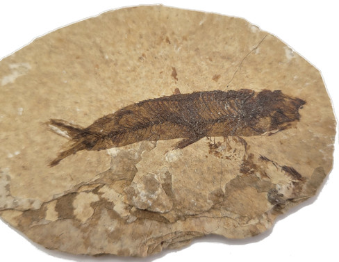 Fossilized Fish - Specimen E