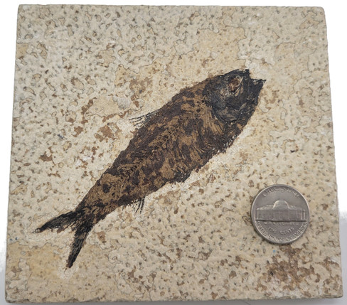 Fossilized Fish - Specimen O