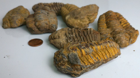 Fossilized Trilobite Calymene sp.