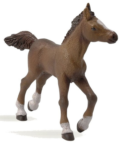 Anglo-Arab Foal (Papo)