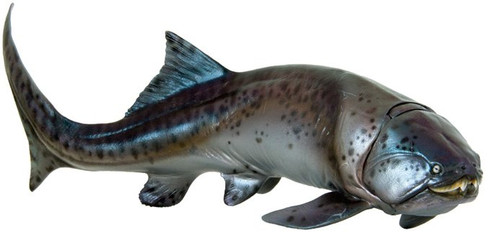 エンセオステウス　placoderm fish　化石 おまけ付き Mojo - Dunkleosteus #387374 - armored fish