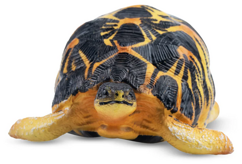 Toymany Radiated Tortoise #00420 - front view image