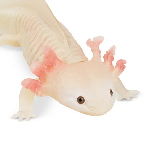 Toymany Axolotl - Close Up View