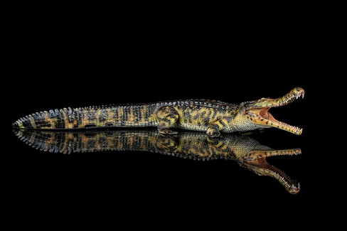 Haolonggood Sarcosuchus Imperator - Tong Wei - Green - Side View