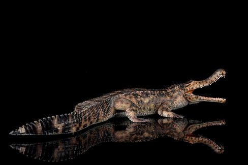 Haolonggood Sarcosuchus Imperator - Tong Meng - Brown - Side View