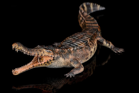 Haolonggood Sarcosuchus Imperator - Tong Meng - Brown - Front Angle View