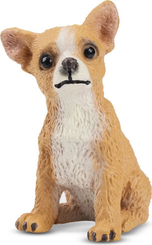 Toymany Fawn Chihuahua Puppy - Sitting #00154 - Main Picture