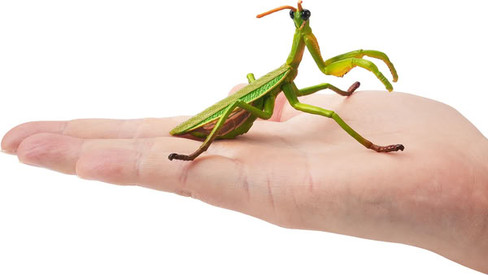 Toymany Chinese Mantis #00502 - On Hand