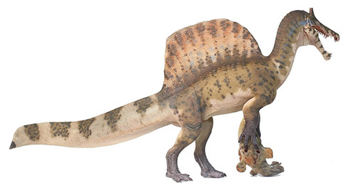 Haolonggood Spinosaurus mirabilis - Heterochromatic Version #190-C - Right View