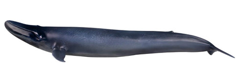 PNSO - Alex the Blue Whale - Art Gallery Series - Main Picture