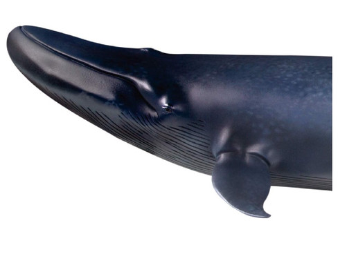 PNSO - Alex the Blue Whale - Art Gallery Series - Close Up Head View