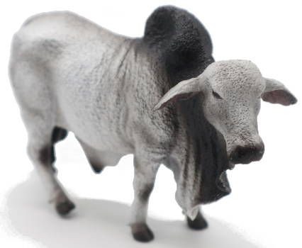 CollectA Black Angus Bull #88507 - Deep Black Coloring