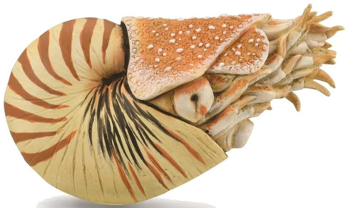 Nautilus Pompilius (CollectA)