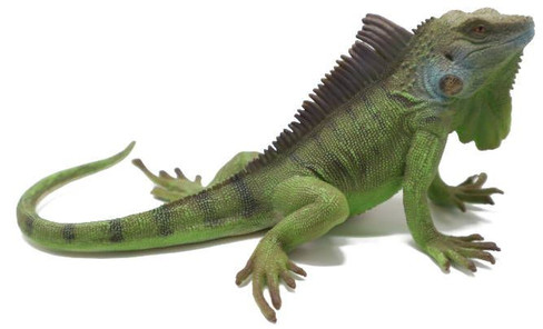 Lizard - Iguana (CollectA)