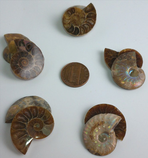 Fossilized Ammonite - Pair - Medium