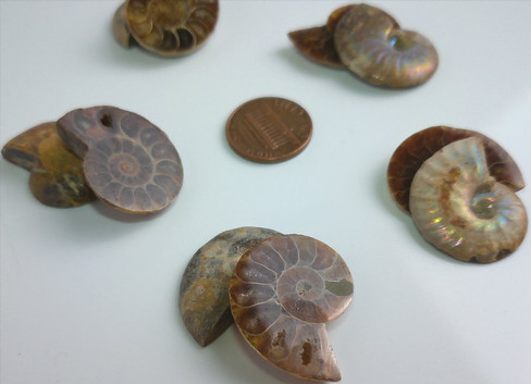 Fossilized Ammonite - Pair - Medium