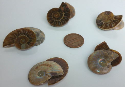 Fossilized Ammonite - Pair - Medium