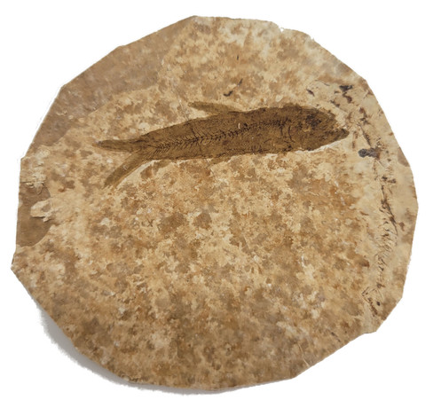 Fossilized Fish - Specimen B