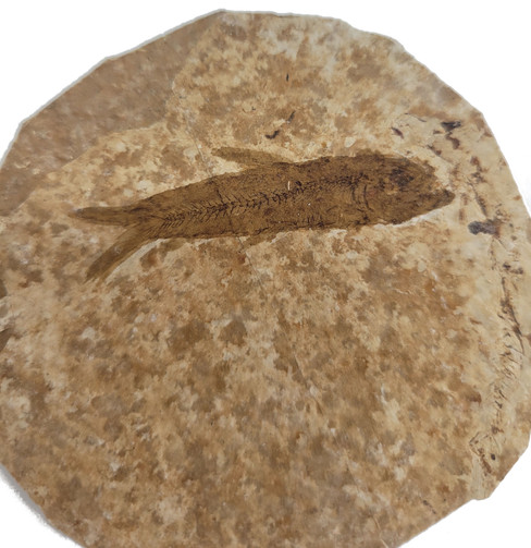 Fossilized Fish - Specimen B