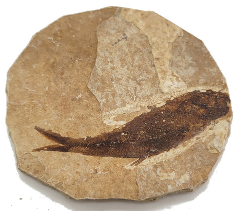 Fossilized Fish - Specimen G